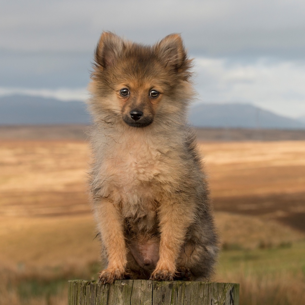 Одинокий маленький щенок на пне 