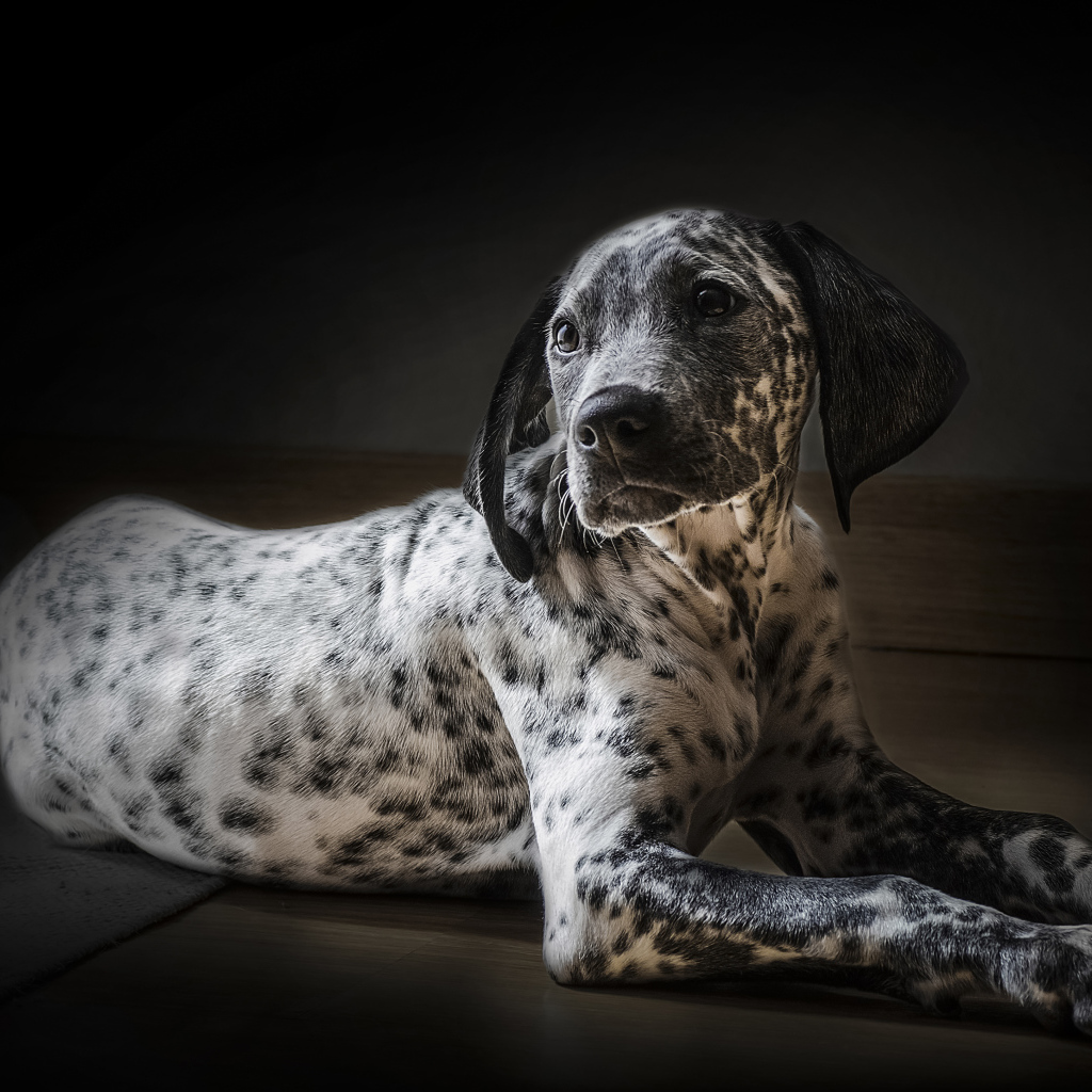Лежащий щенок далматин на черном фоне