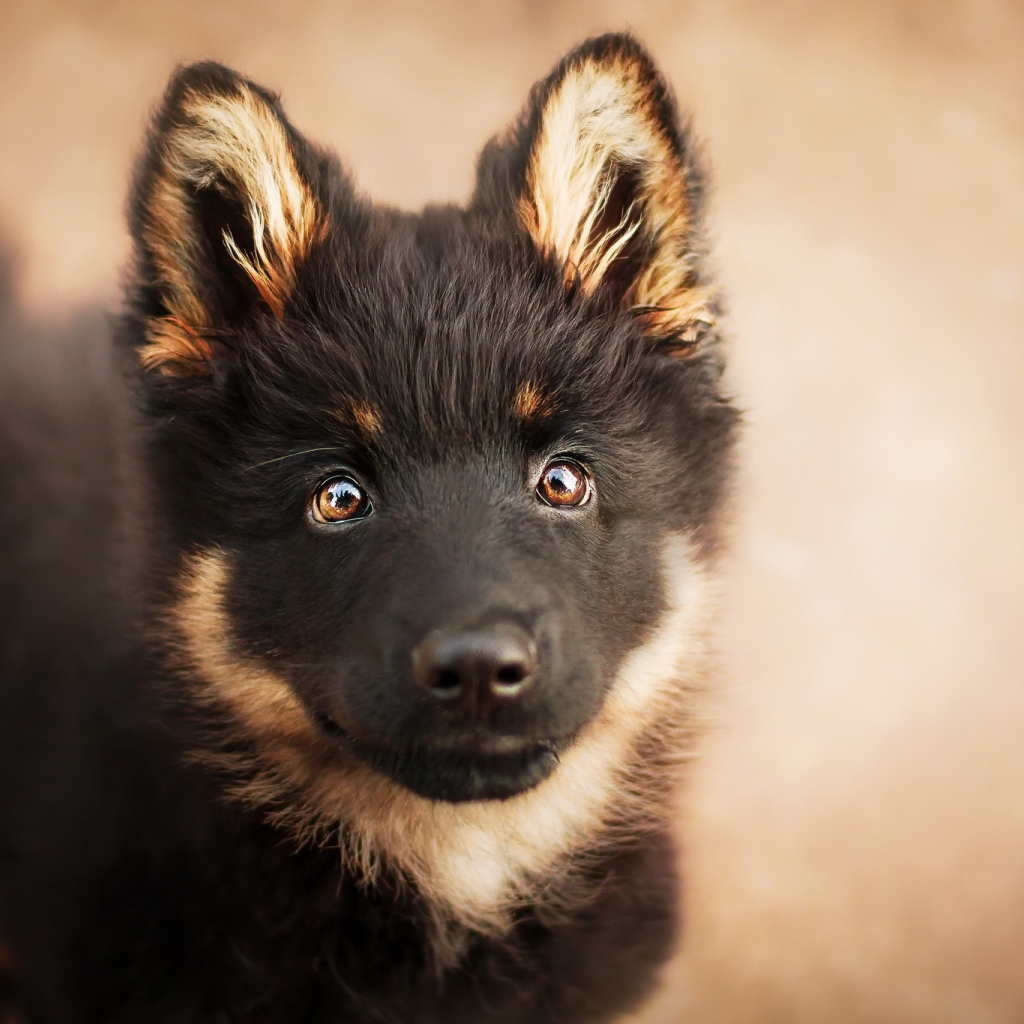 Морда щенка немецкой овчарки с умными глазами