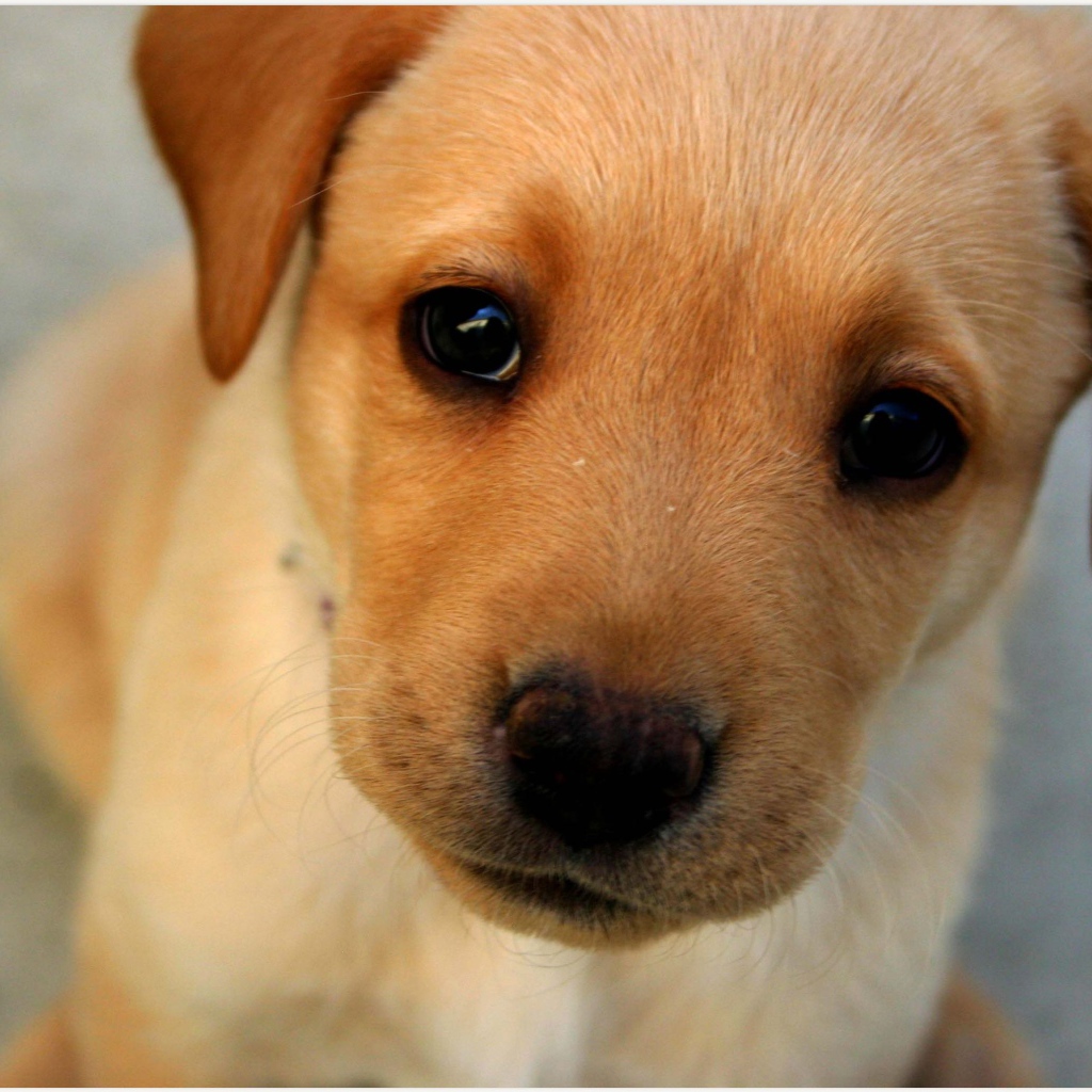 Морда маленького щенка с грустными глазами 