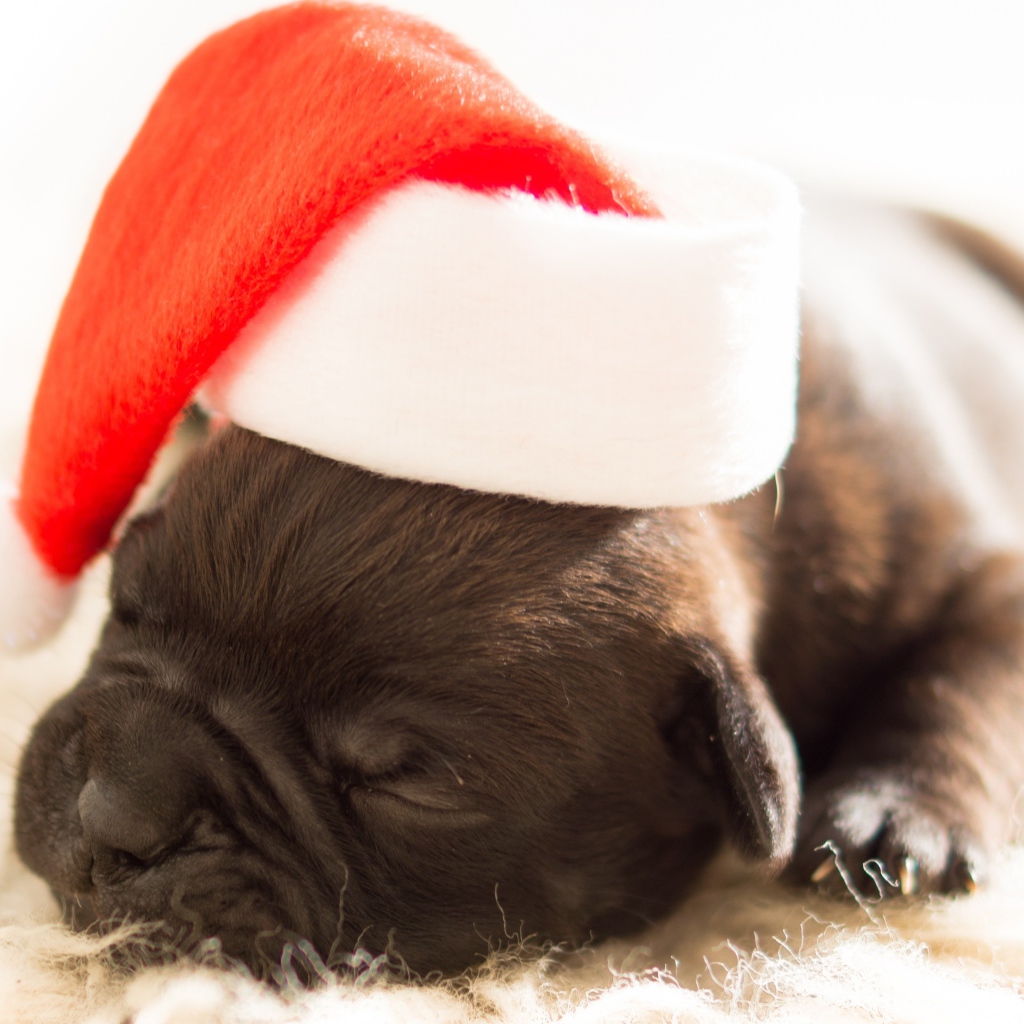 Новорожденный щенок в шапке Деда Мороза на новый 2018 год собаки