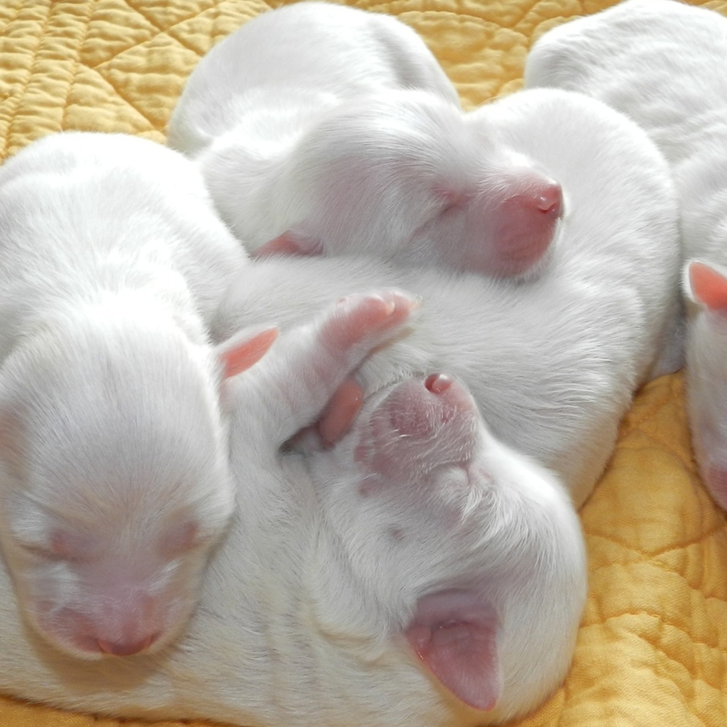 Новорожденные белые щенята 
