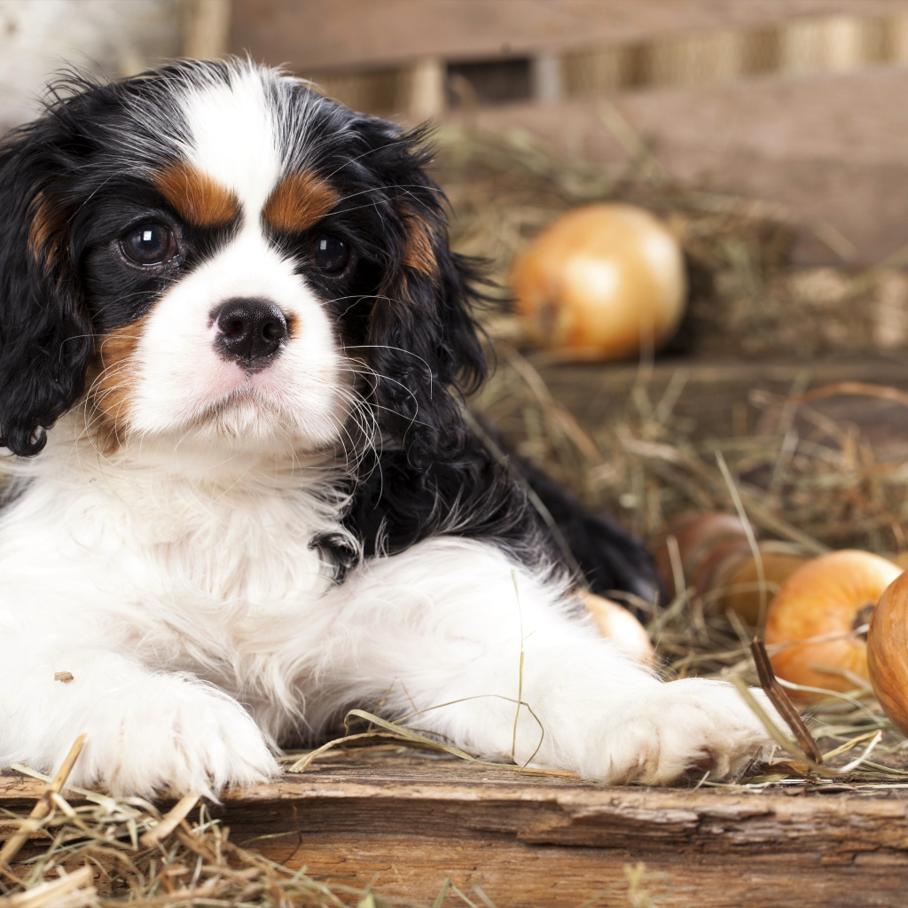 Щенок Кавалер Кинг Чарльз Спаниель лежит на сухой траве
