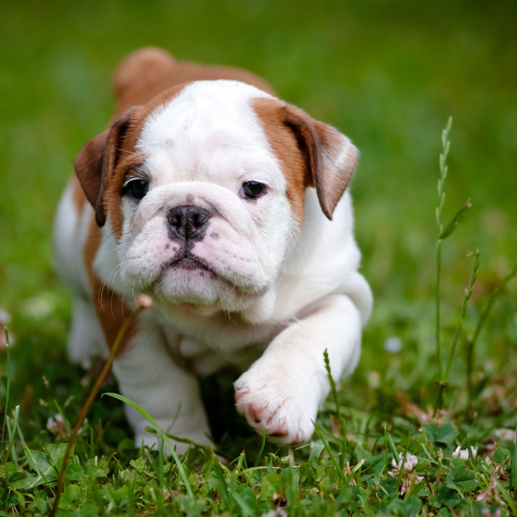 Щенок английского бульдога бежит по зеленой траве