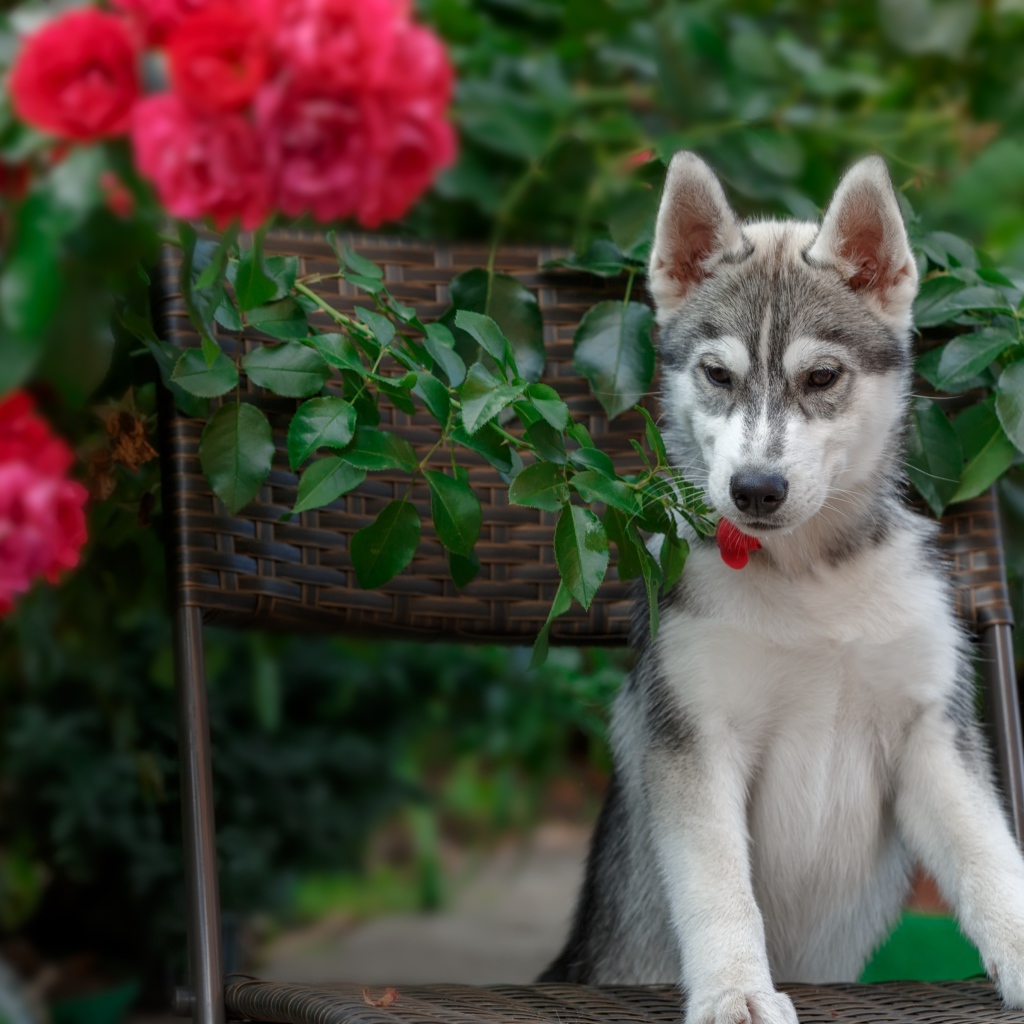 Щенок хаски стоит на стуле рядом с красными цветами