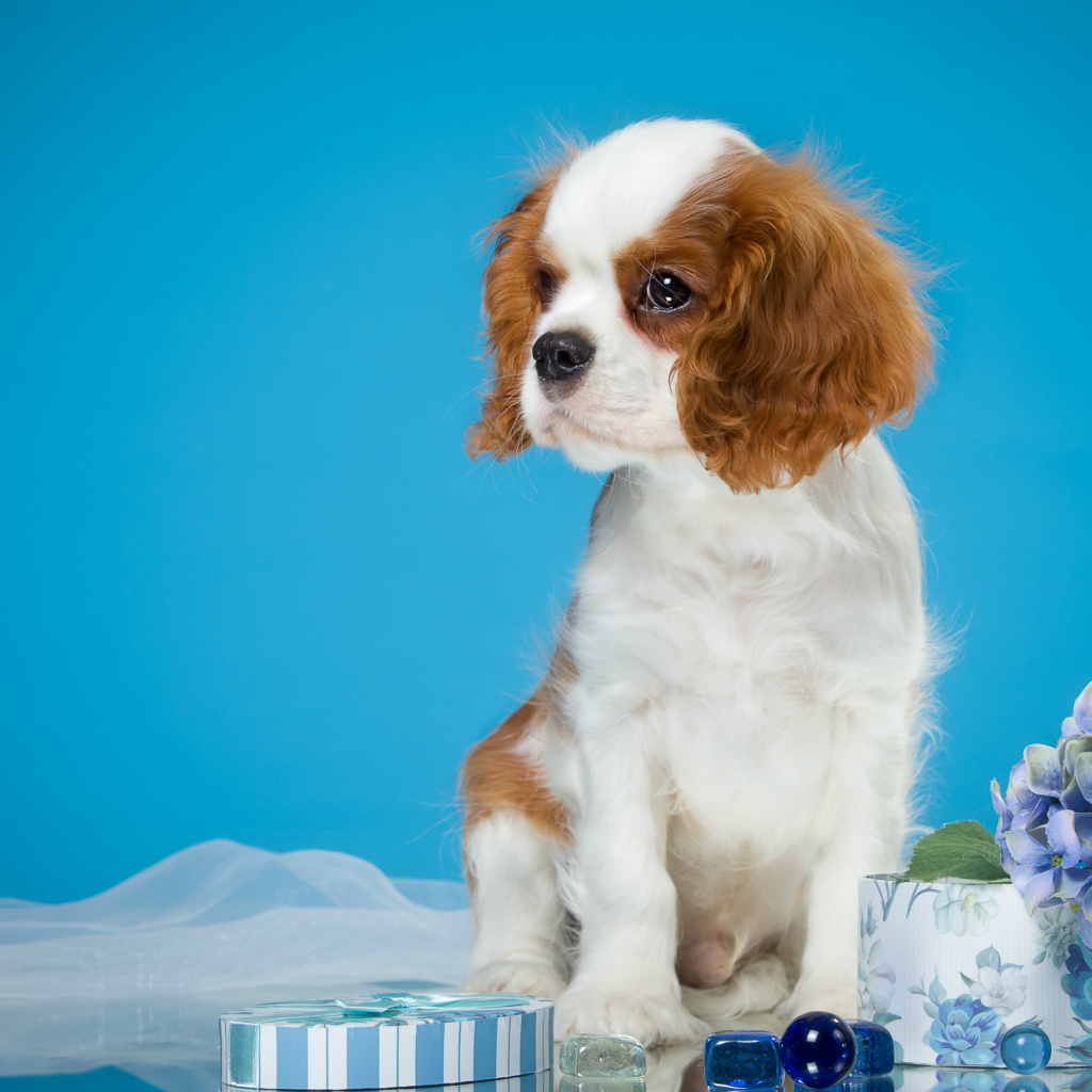 Щенок  Кинг Чарльз Спаниель на голубом фоне