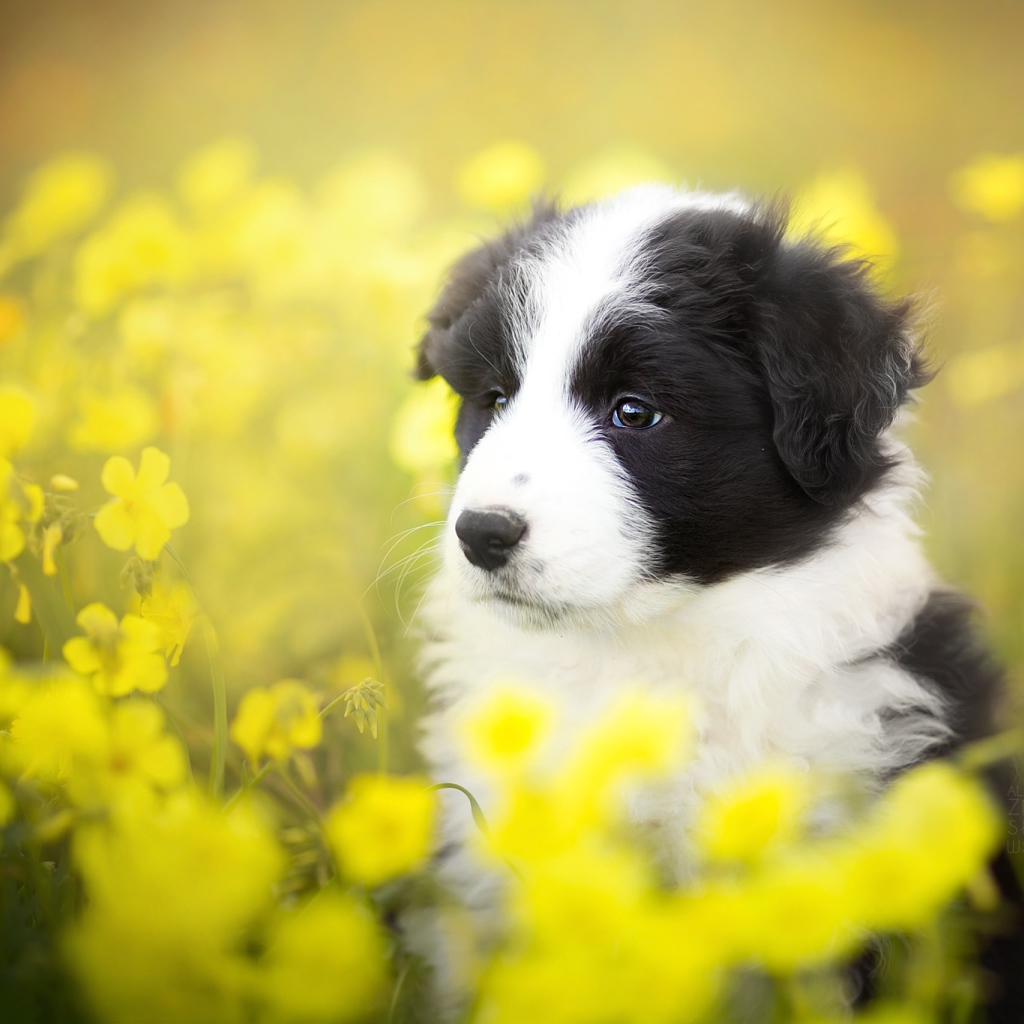 Щенок породы бордер-колли сидит в желтых цветах 