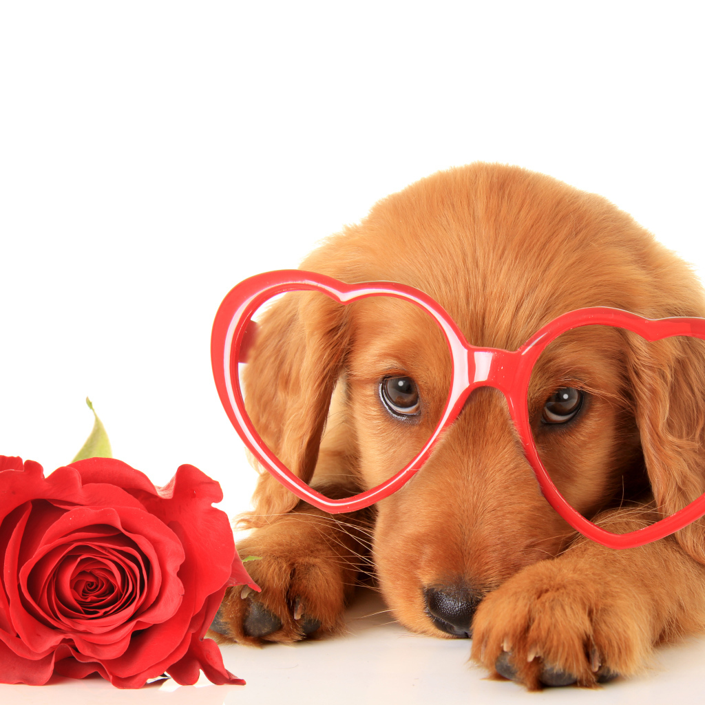 Щенок в очках и красным цветком розы на белом фоне