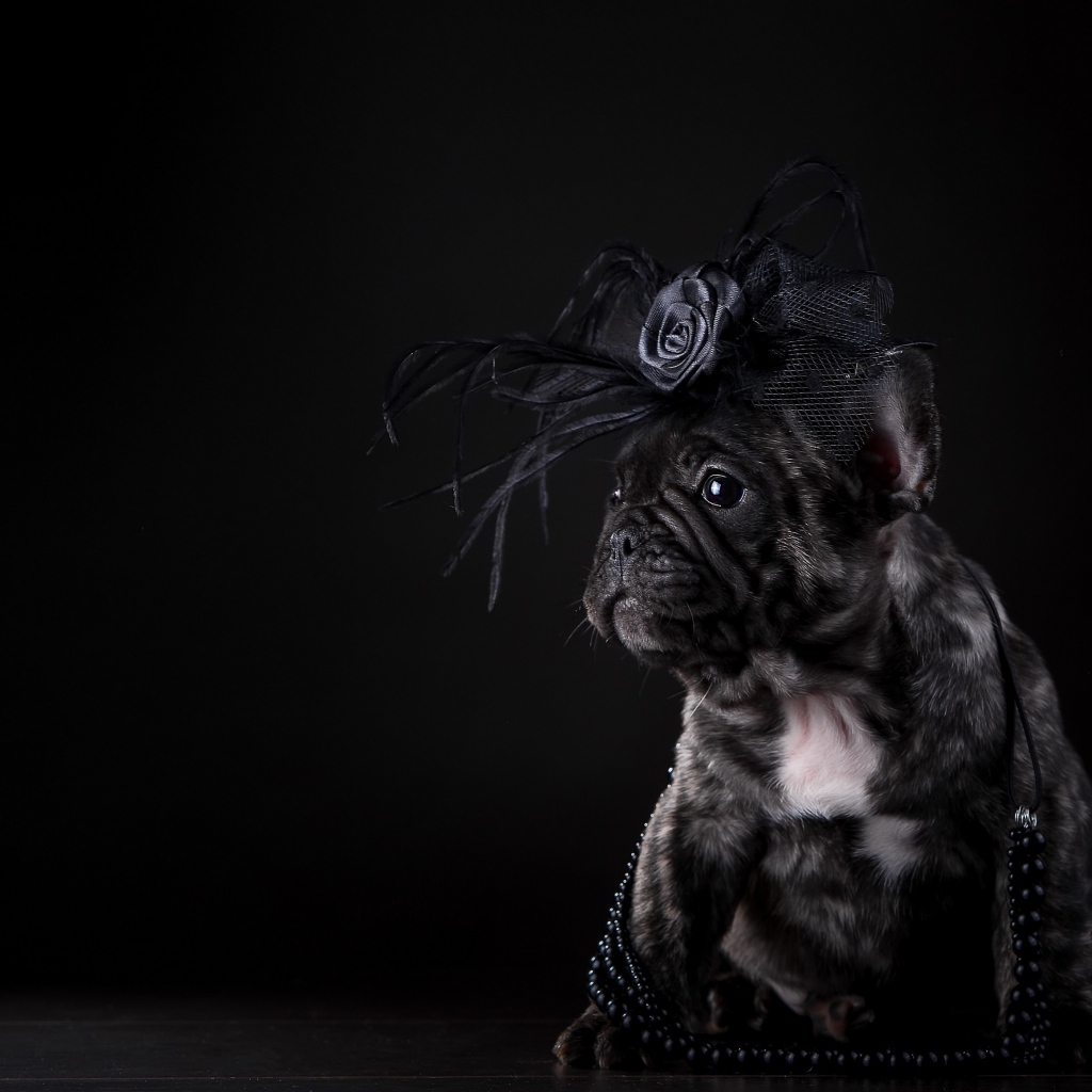 Щенок французского бульдога с украшением на голове на черном фоне
