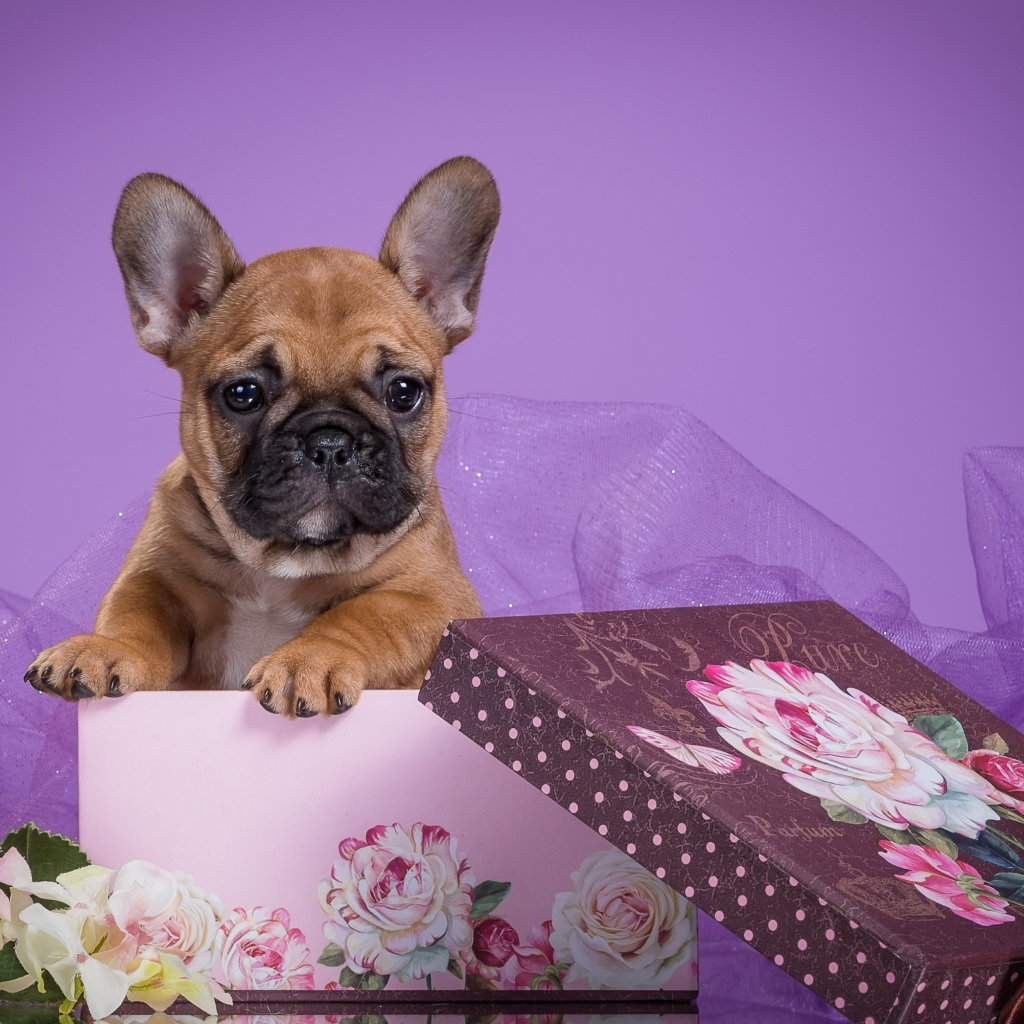 Щенок бульдога в подарочной коробке на фиолетовом фоне