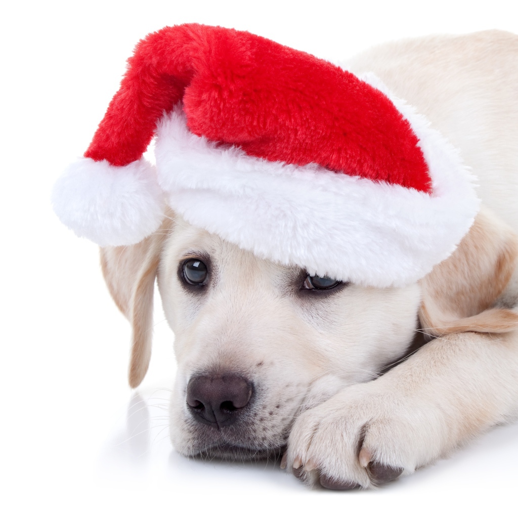 Щенок золотистого ретривера в красной шапке на Новый год на белом фоне