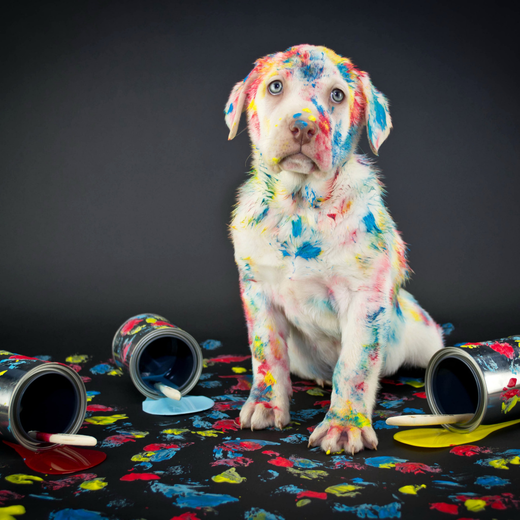 Щенок золотистого ретривера вымазался в краску