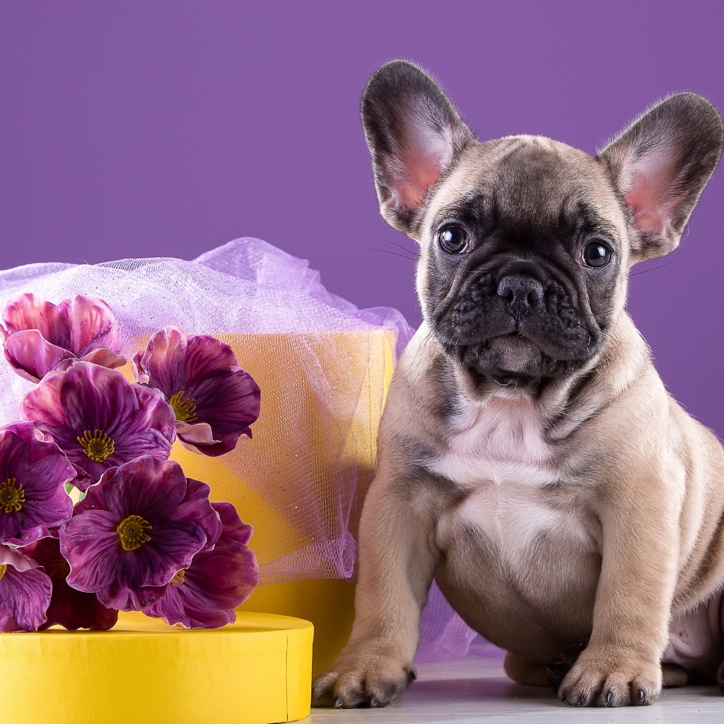 Щенок французского бульдога с букетом 