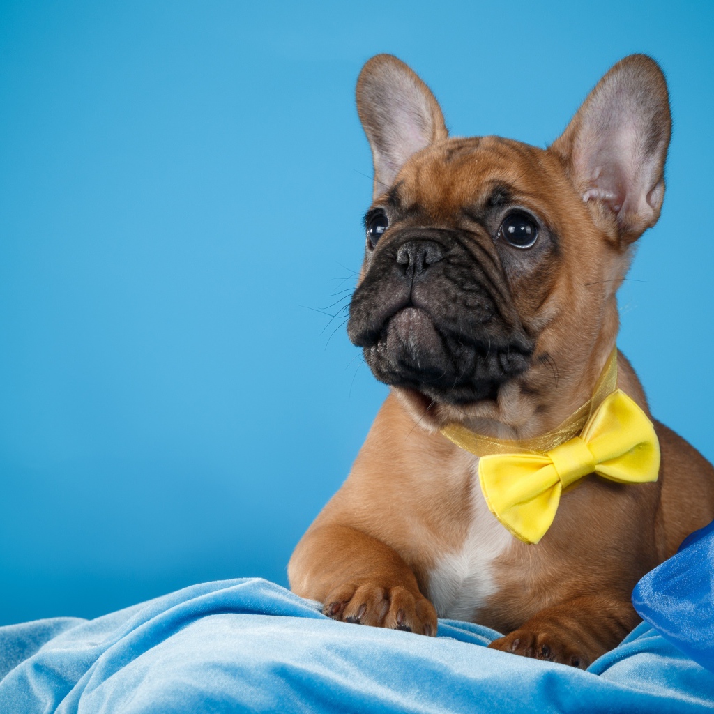 Щенок французского бульдога с желтым бантом 