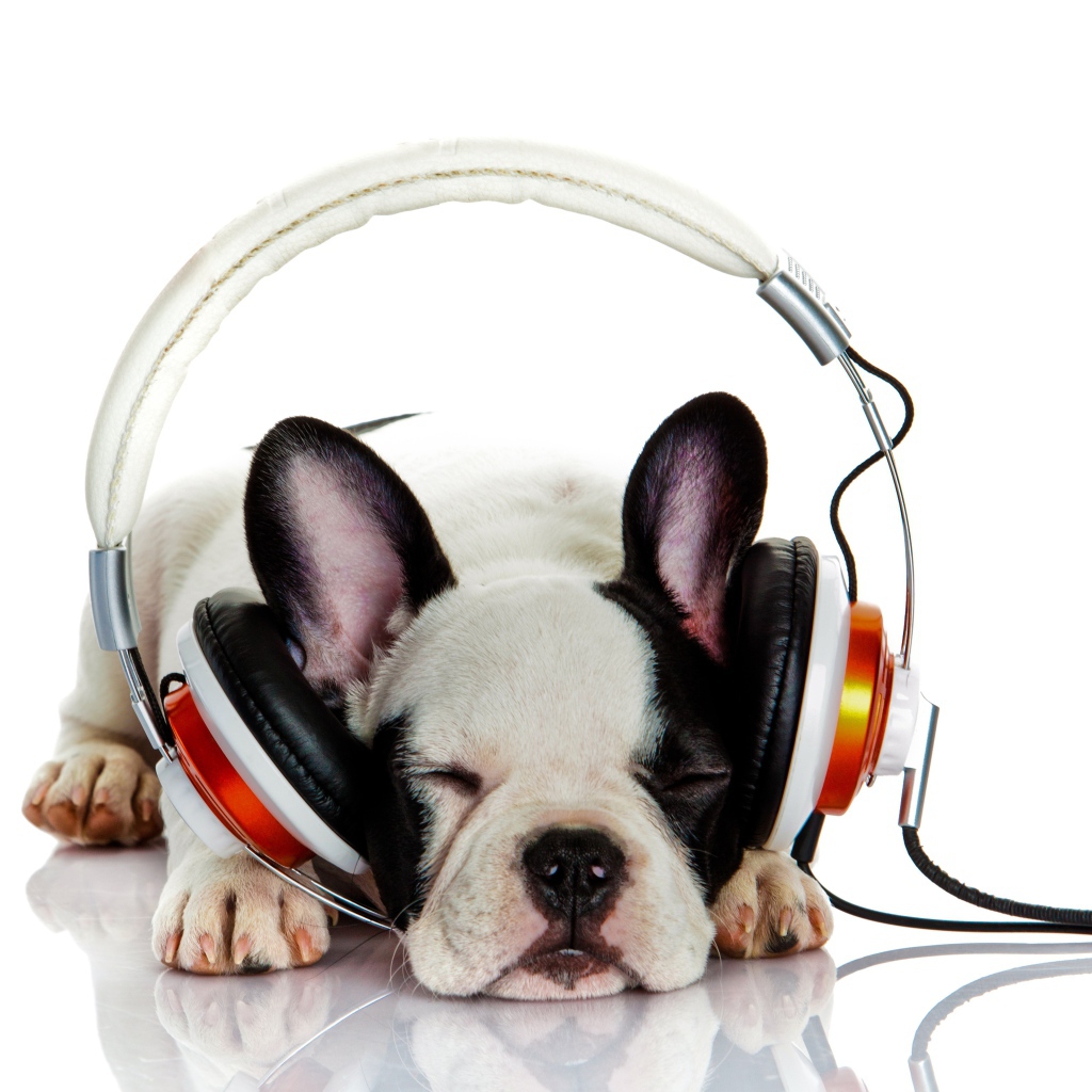 Щенок французского бульдога в наушниках 