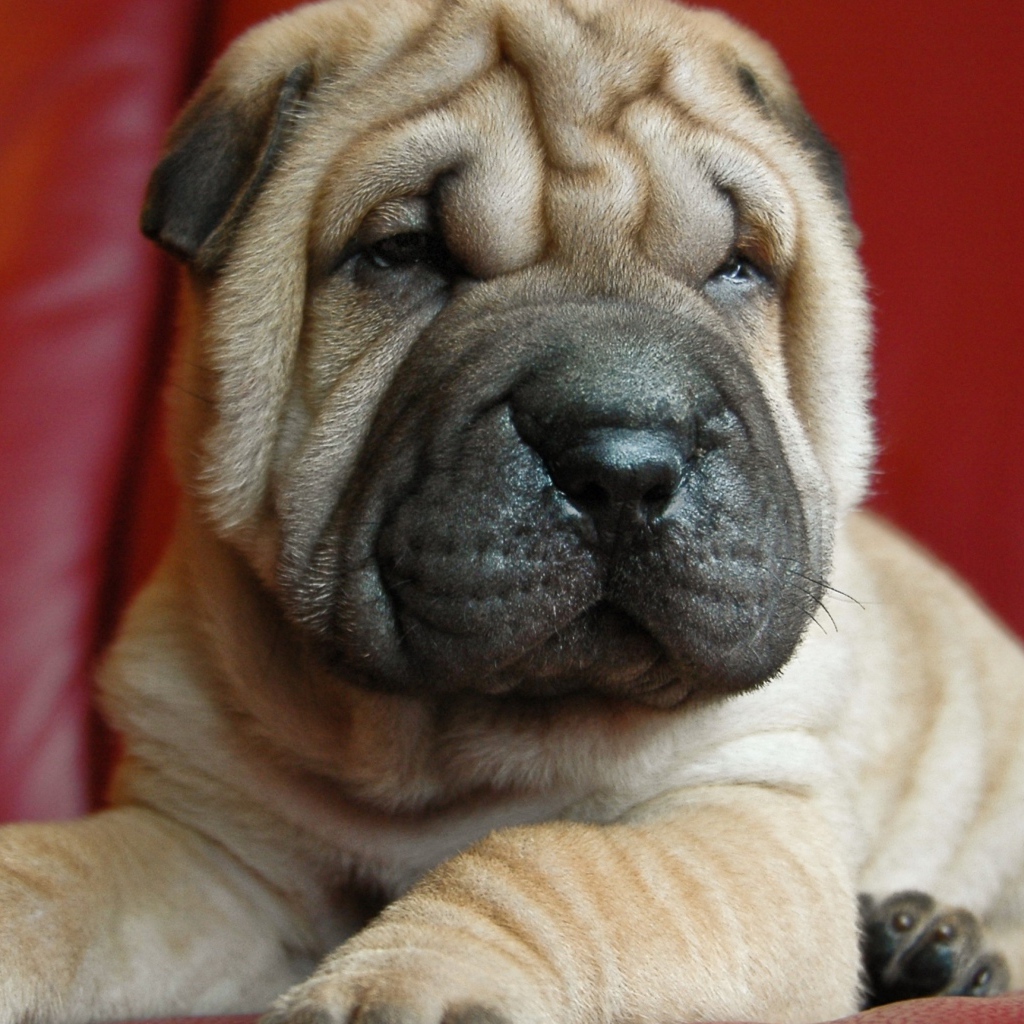 Щенок шарпея на красном фоне 