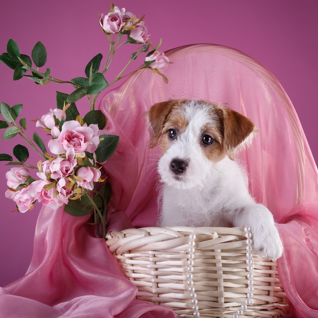 Щенок силихем-терьер в розовой корзине с цветами