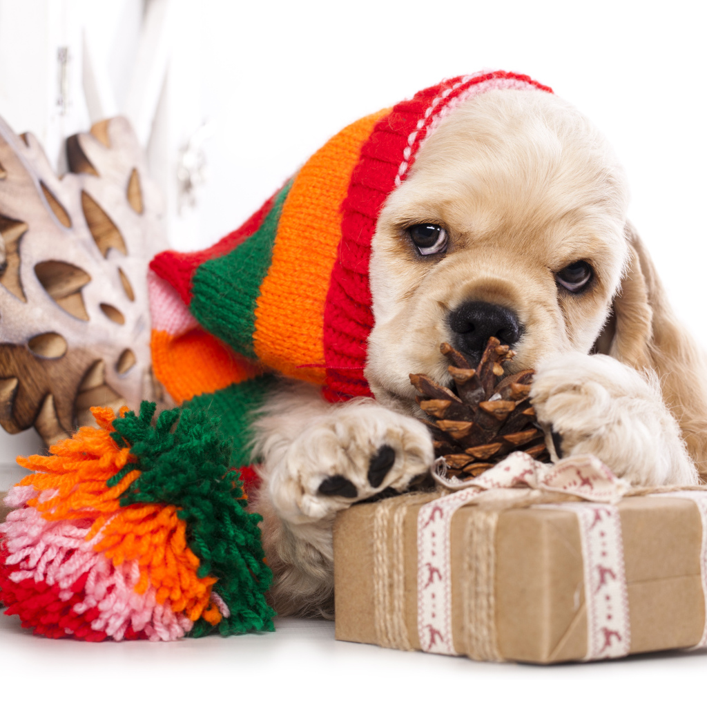 Щенок спаниеля в шапке с подарками