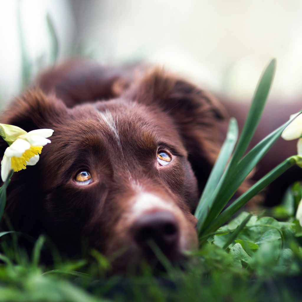 Грустная Австралийская Овчарка лежит в цветах нарциссах