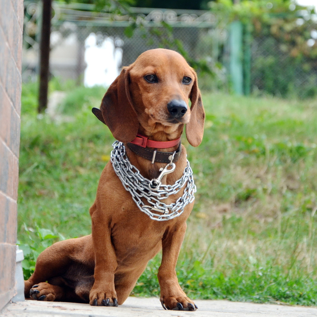 Грустная такса с цепью на шее