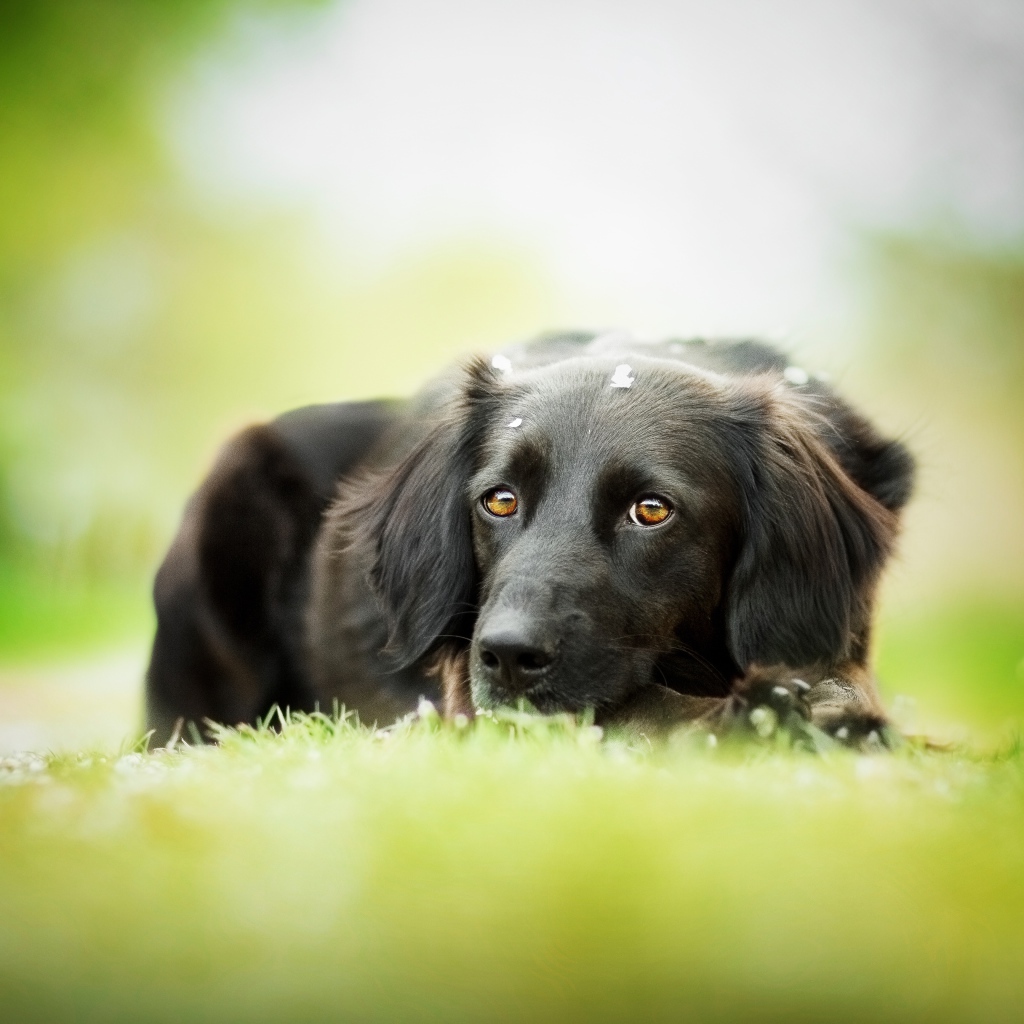 Грустный черный пес лежит на зеленой траве