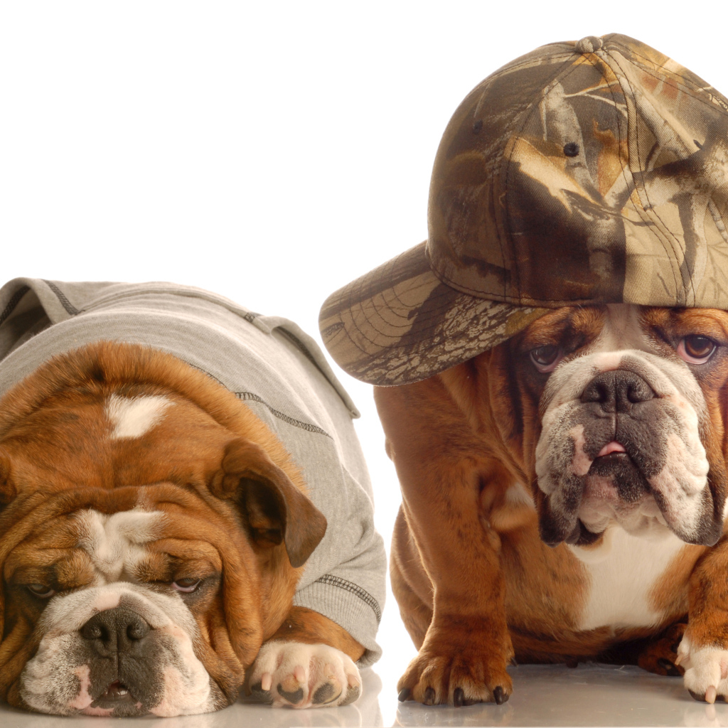 Грустные бульдоги в костюмах на белом фоне