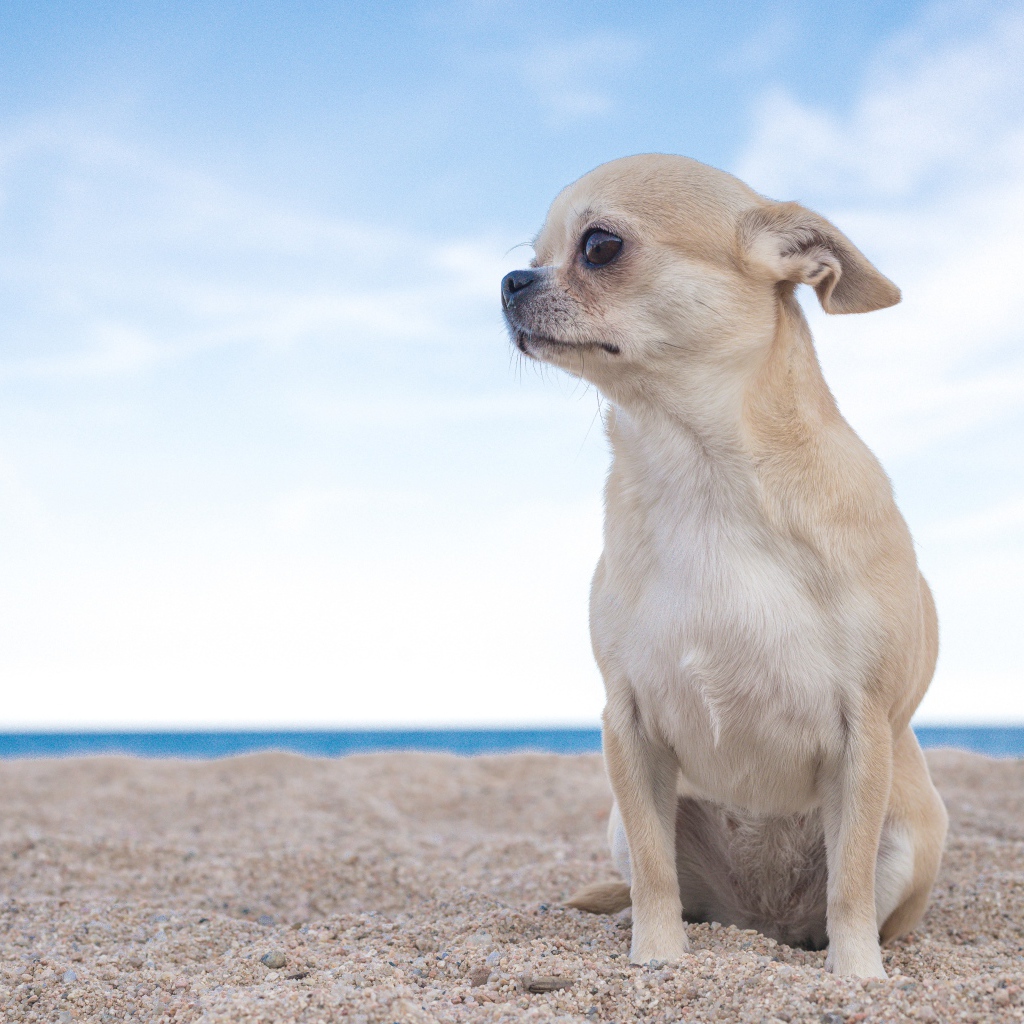 Грустный чихуахуа  сидит на песке у моря