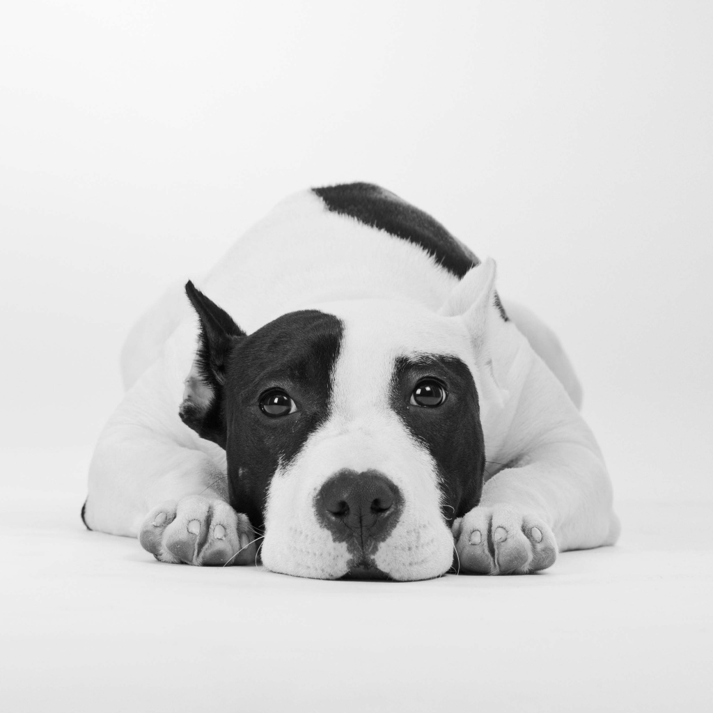 Грустный дог черно -белое фото