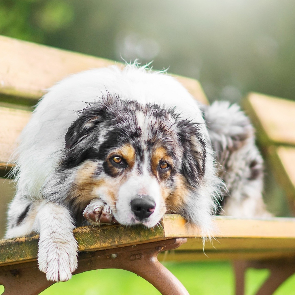 Грустная собака породы английская овчарка лежит на лавке 