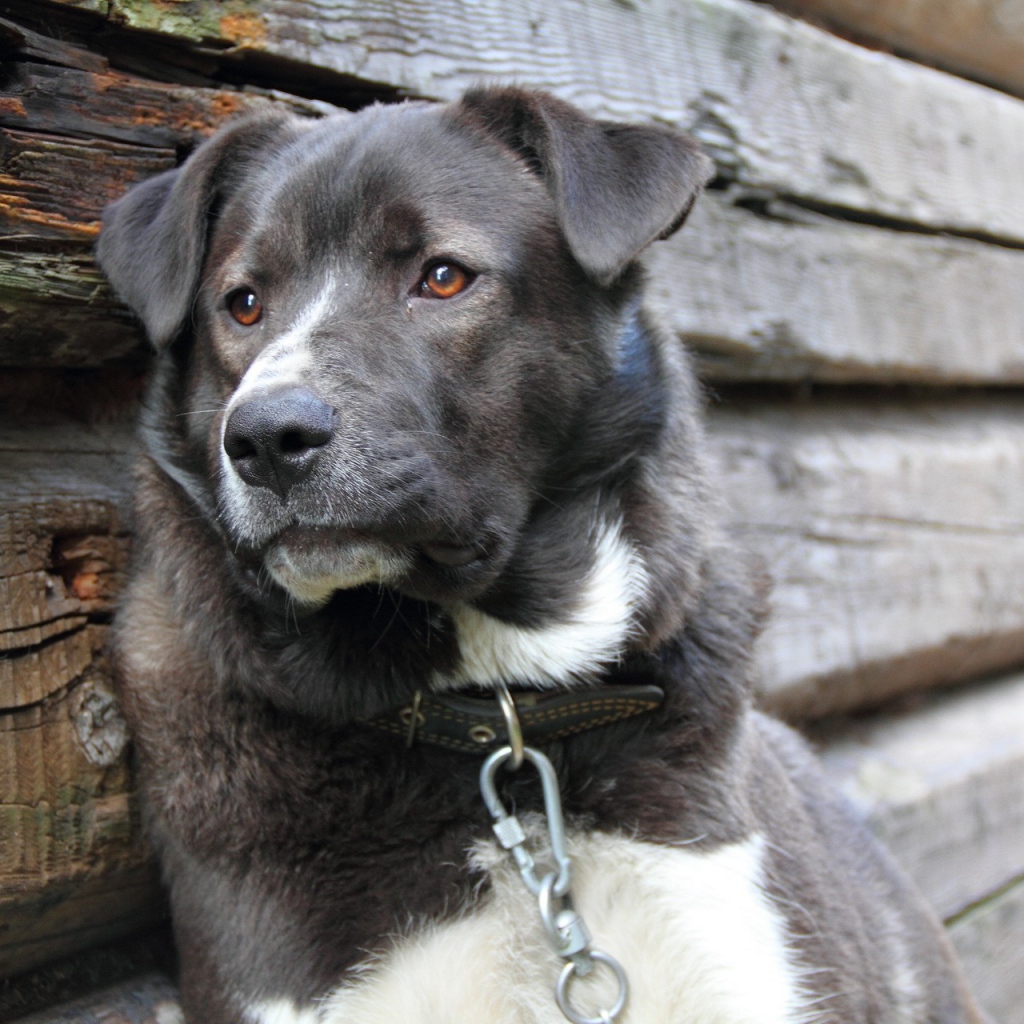 Грустный пес на цепи 