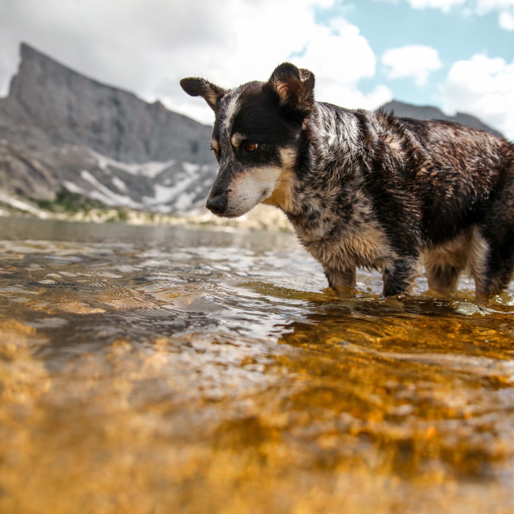 Грустная собака стоит в воде