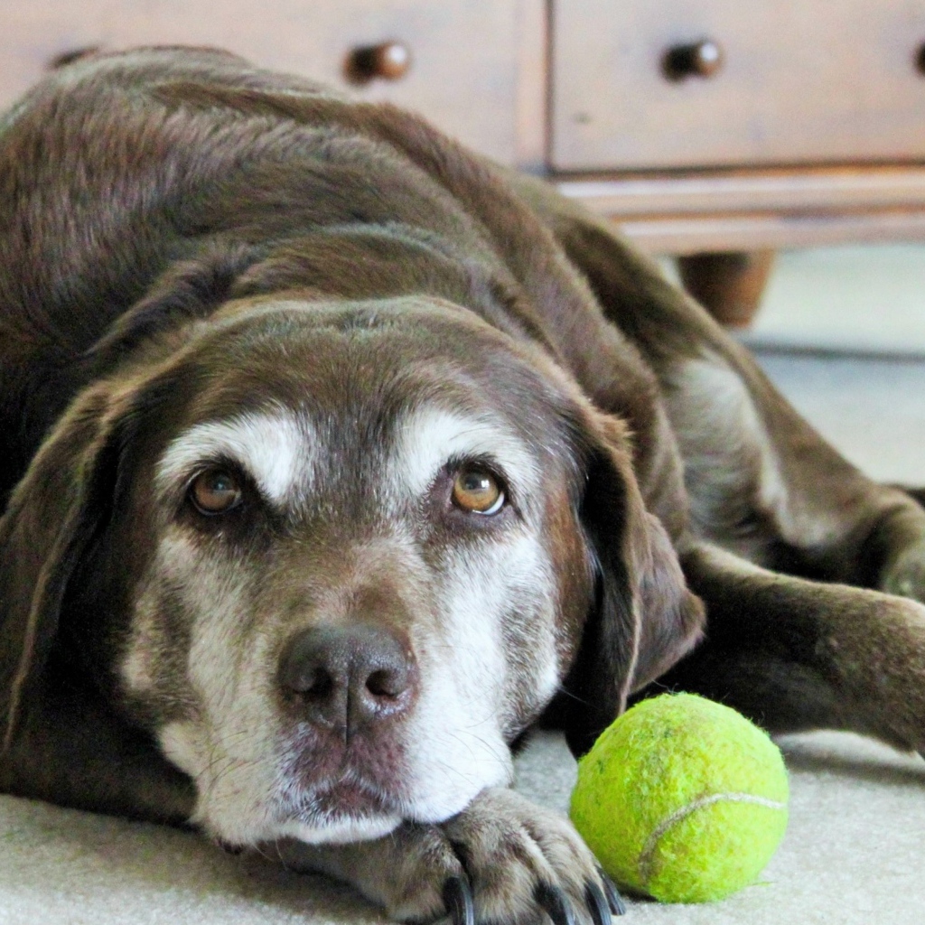Грустная собака с теннисным мячом  