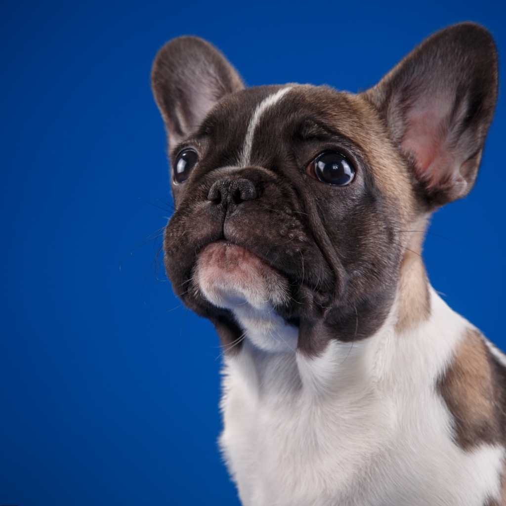 Грустный маленький французский бульдог на голубом фоне