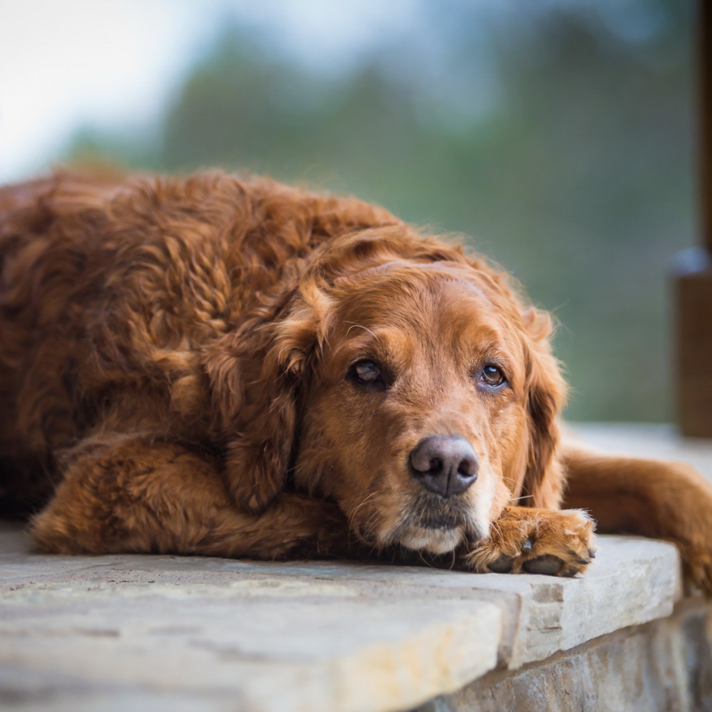 Грустный взгляд большой рыжей собаки