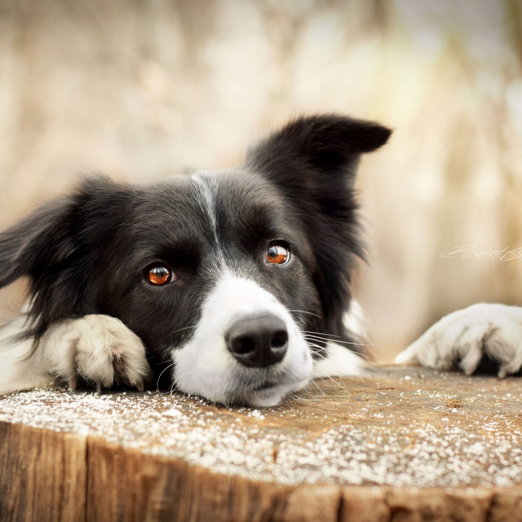 Грустный взгляд собаки породы бордер-колли