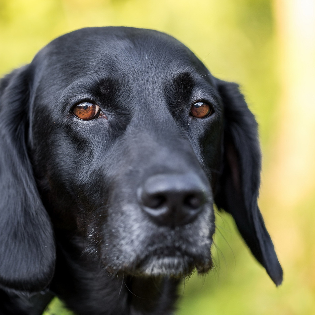 Грустная морда черного лабрадора