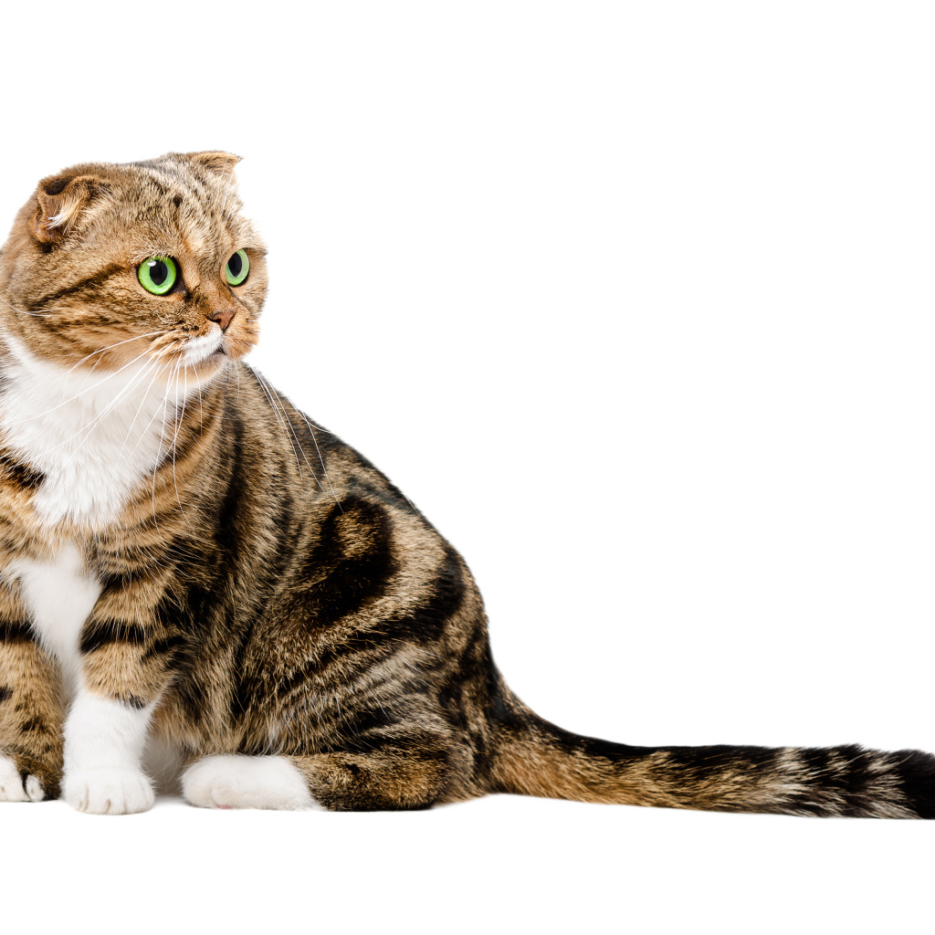 Шотландский вислоухий кот на белом фоне