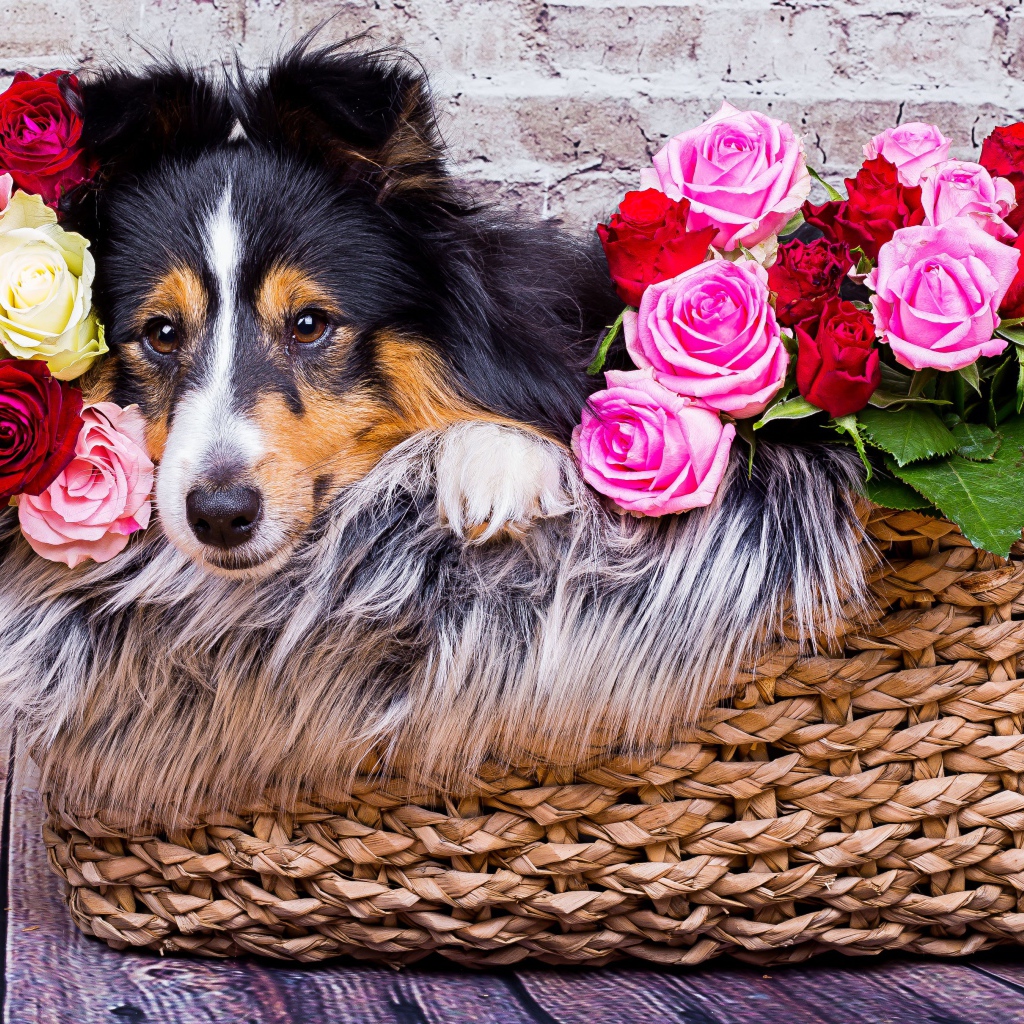 Собака породы Шелти лежит в корзине с розами 