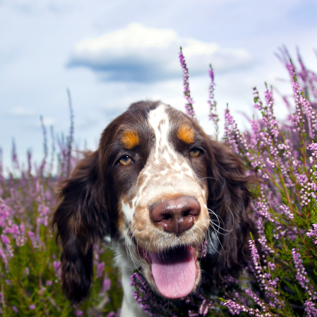 Спаниель с мокрым носом и высунутым языков гуляет по фиолетовых цветах