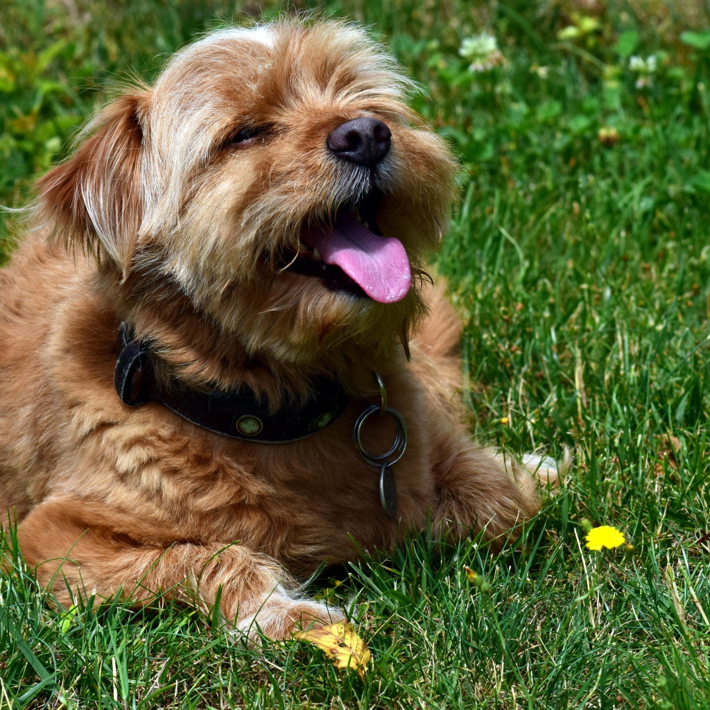 Терьер с высунутым языком лежит на зеленой траве