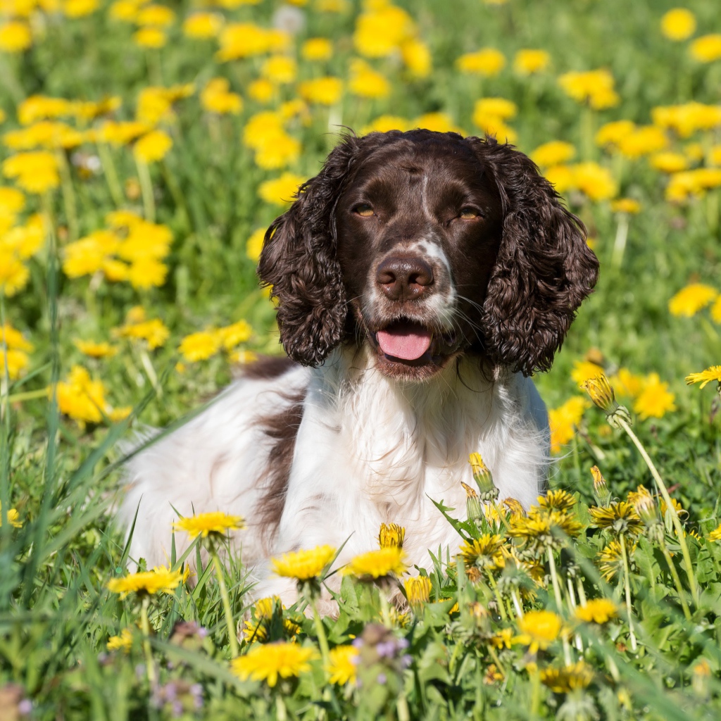 Кокер- спаниель лежит в желтых цветах одуванчика
