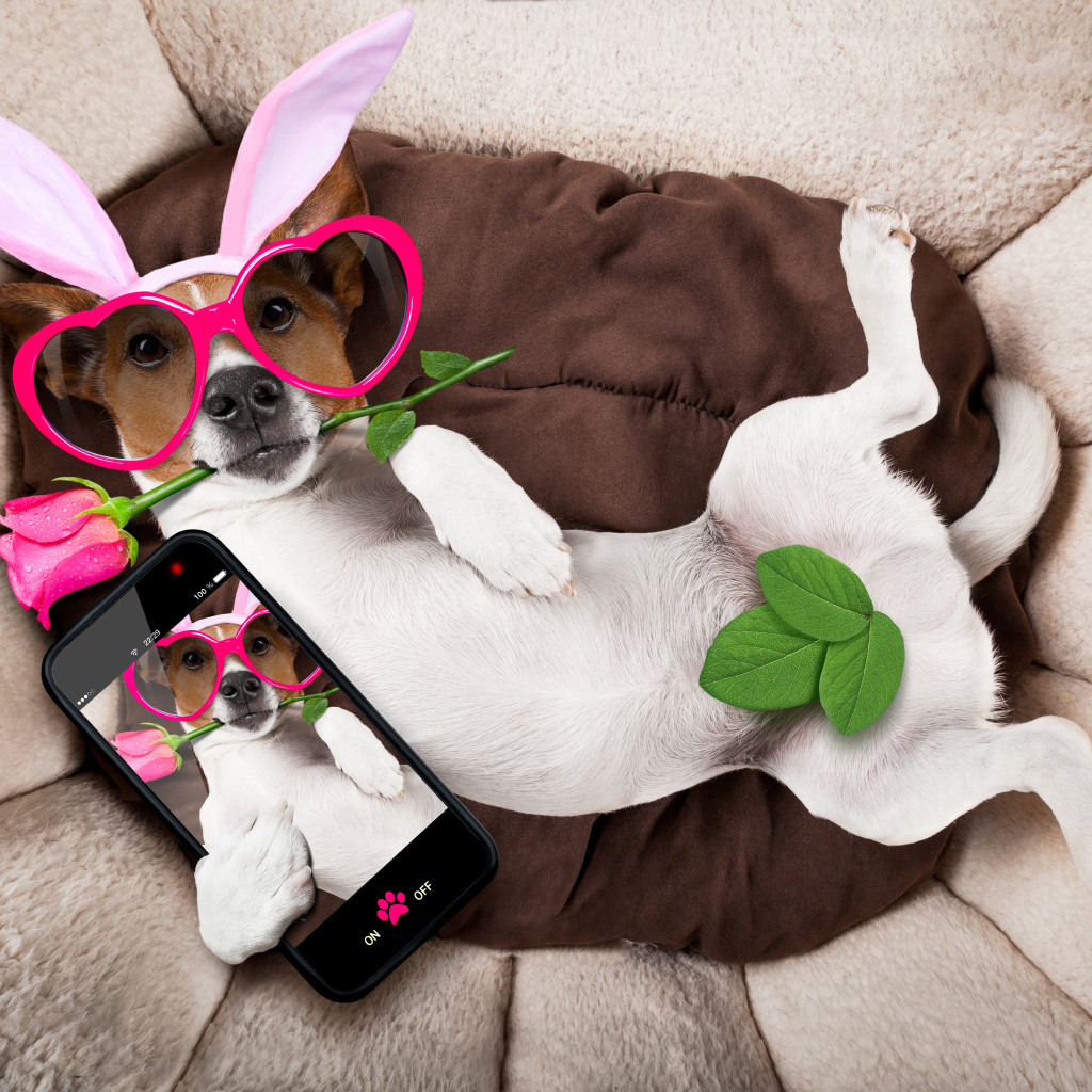 Собака породы джек-рассел-терьер в смешных очках делает селфи