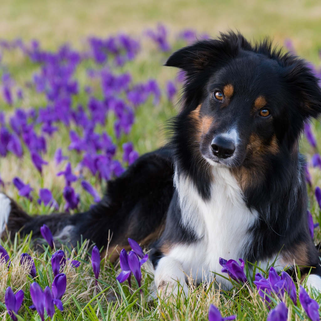 Пес лежит на поляне из крокусов 