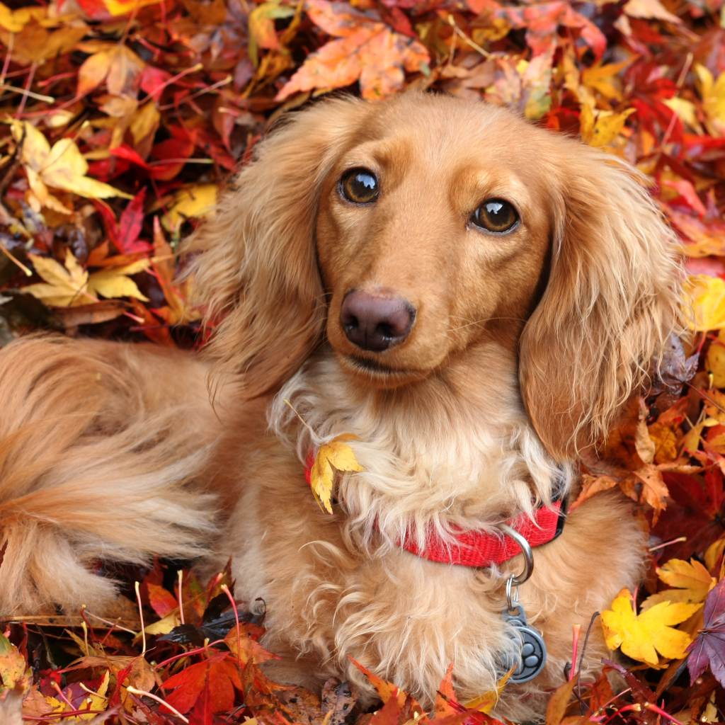 Собака породы такса лежит в желтой опавшей листве осенью
