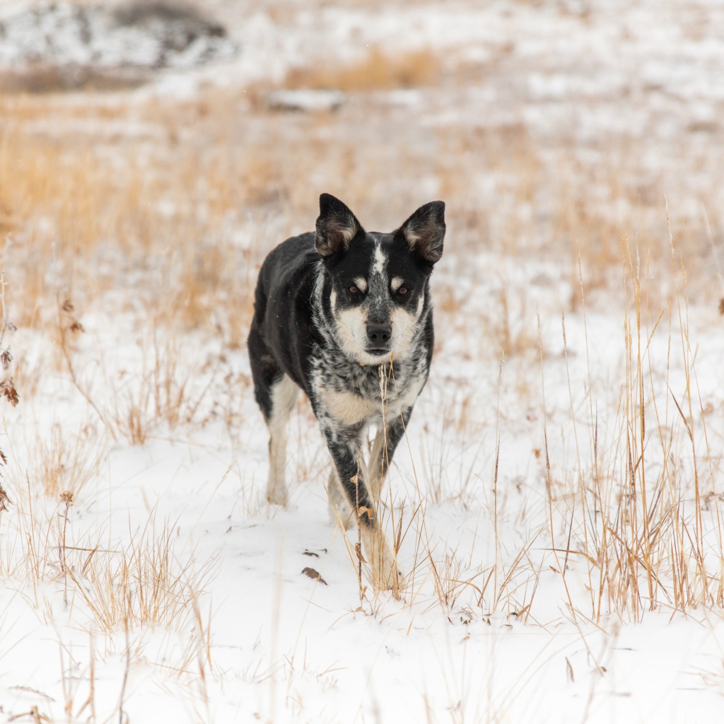 Собака идет по покрытой снегом траве