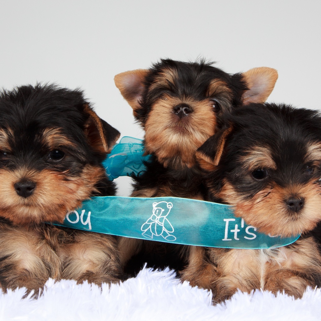 Три щенка йоркширского терьера перевязаны голубой лентой