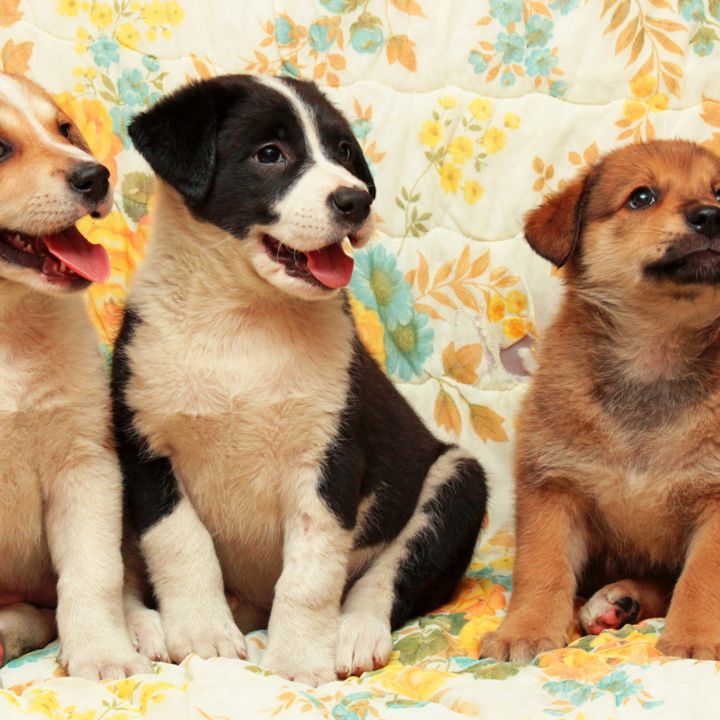 Три любопытных маленьких щенка 