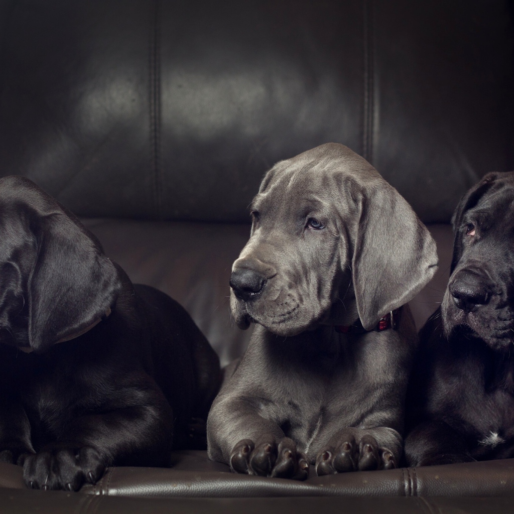 Три милых черных щенка немецкого дога