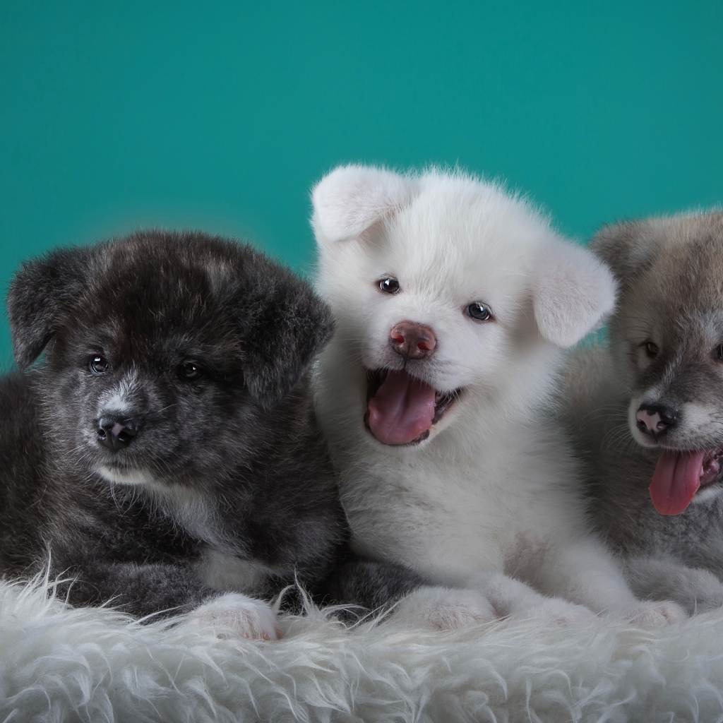 Три забавных щенка Акита-ину на зеленом фоне