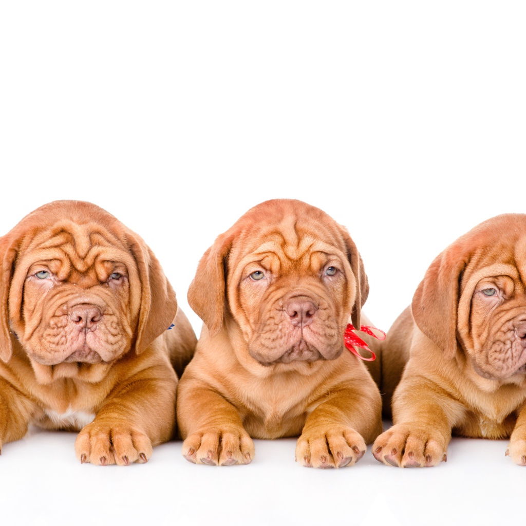 Три маленьких щенка породы Бордоский дог на белом фоне